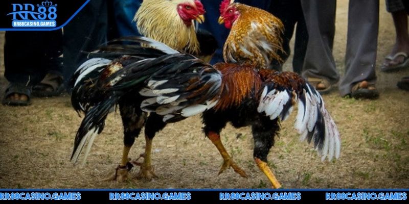 da-ga-rr88-campuchia